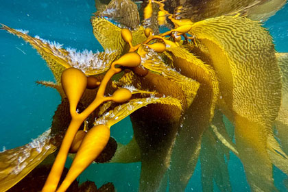 marine-habitat-featured-images-1